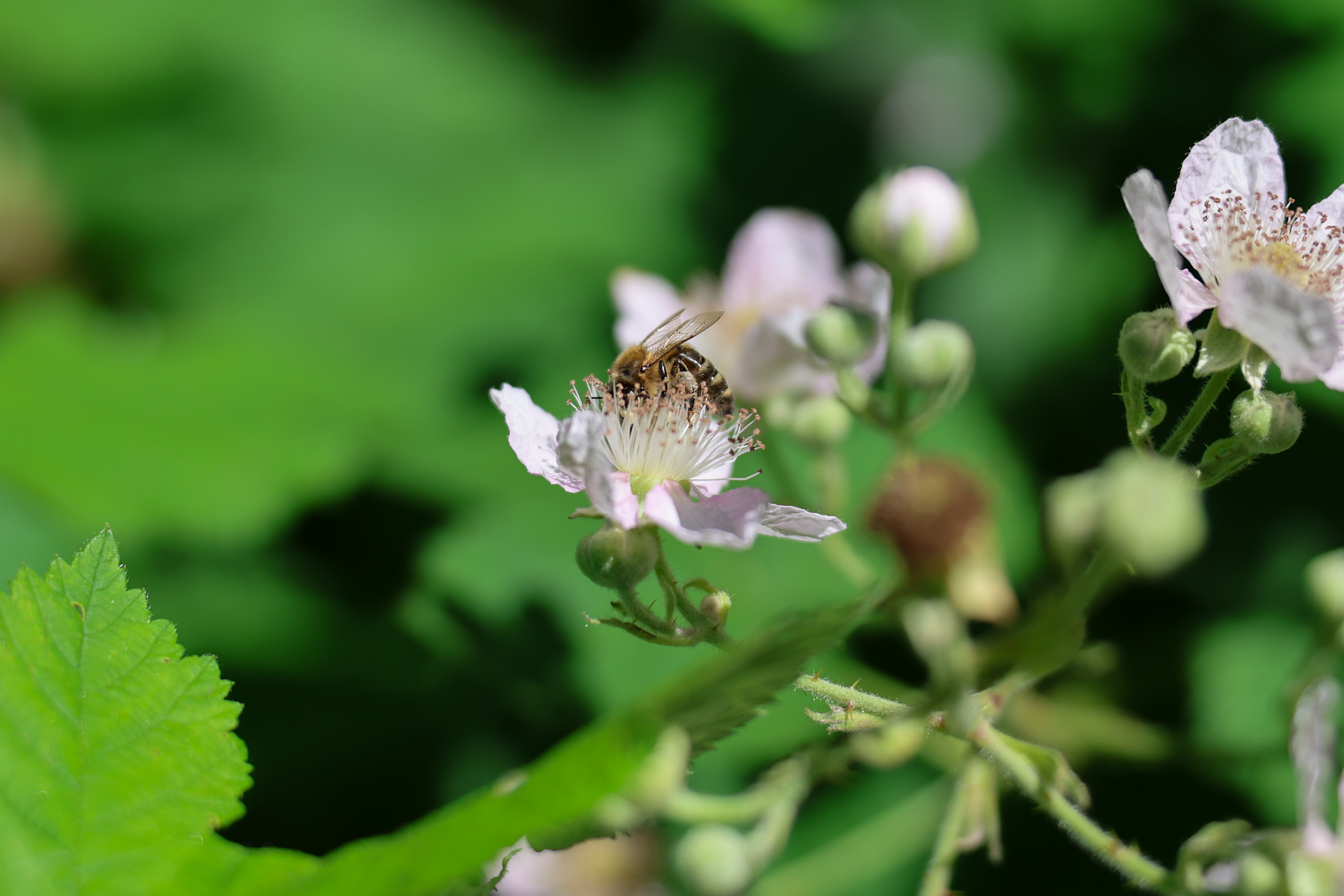 A photo taken on a Canon EOS R6 Mark III
