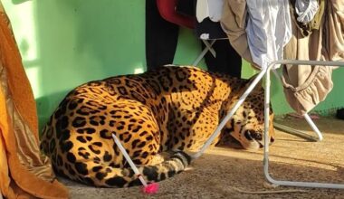 Jaguar captured after roaming residential neighborhoods in Foz do Iguaçu
