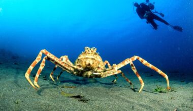 Japanese spider crab