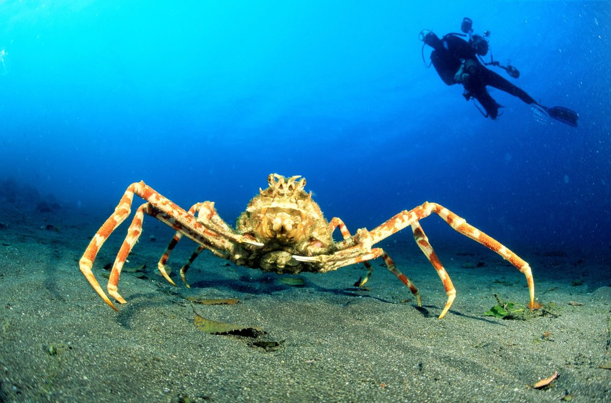 Japanese spider crab
