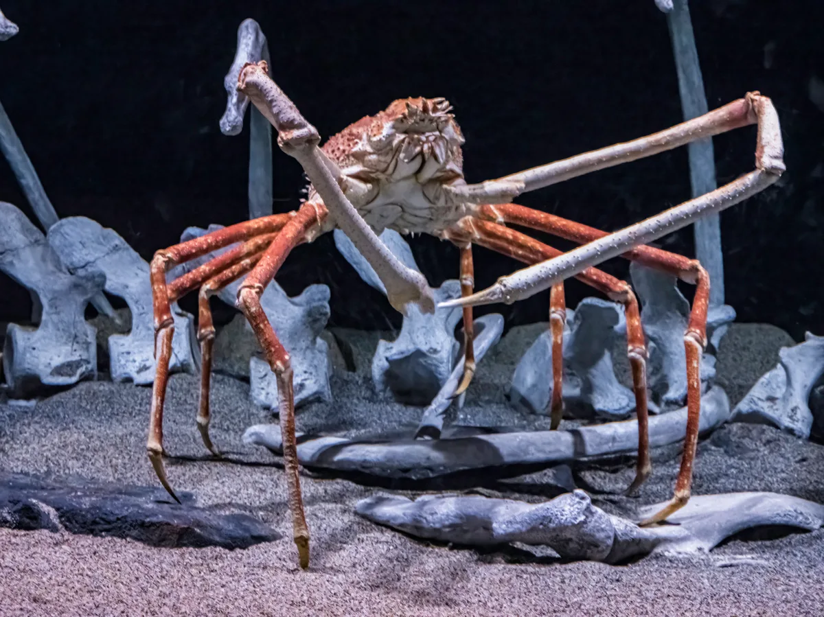The Japanese spider crab underwater