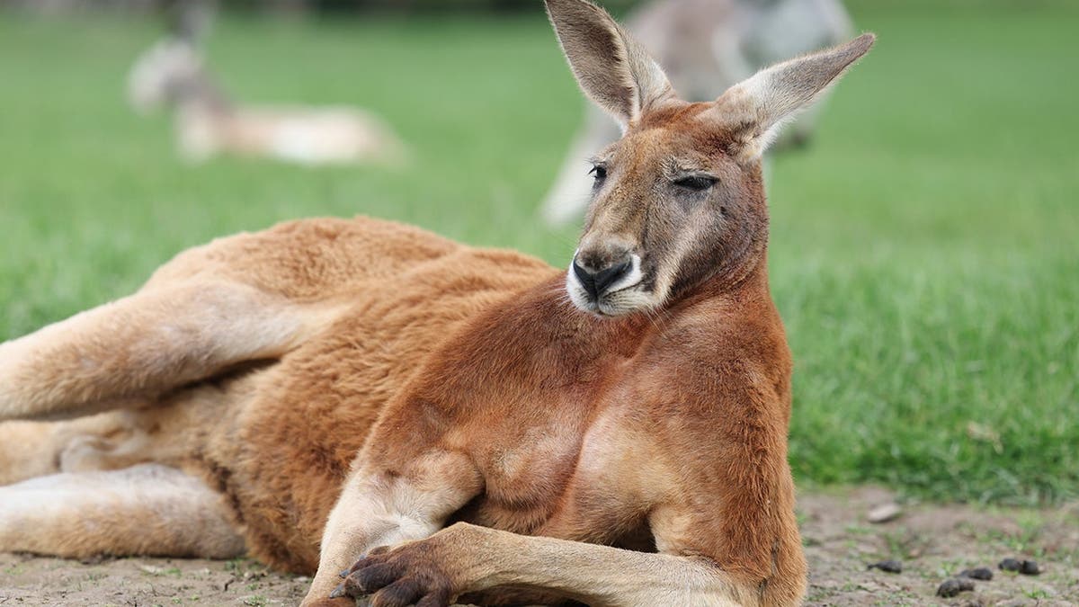 Two kangaroos were filmed fighting in Australia.