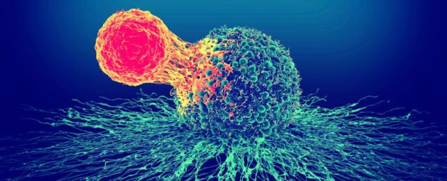 A bright colored cell attacking a cancer cell