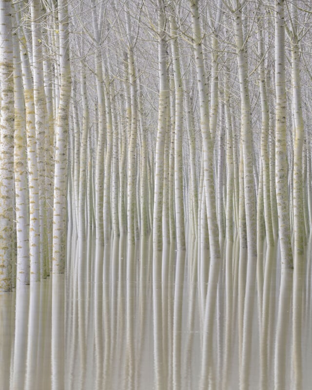A grove of tall, slender trees stands closely together in calm, shallow floodwater, their trunks and reflections creating a serene, symmetrical pattern. The scene is misty, with soft light and muted colors.