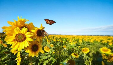 June 2 weather: High around 25 C in southern Ontario