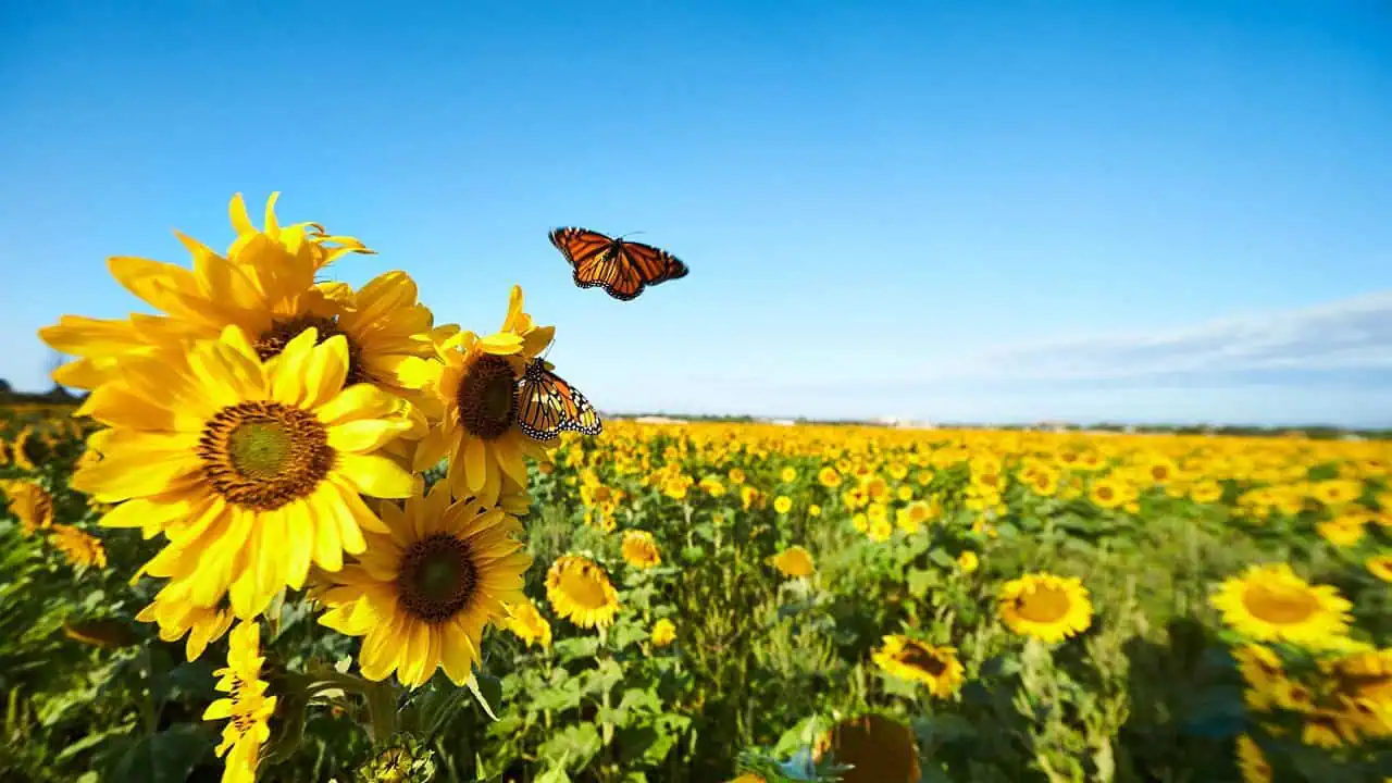 June 2 weather: High around 25 C in southern Ontario