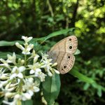 Pollinators like butterflies are key to protecting Mississauga's natural areas.