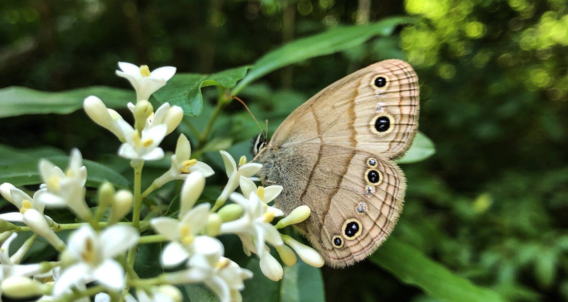 Bee there: Join Pollinator Week activities in Mississauga – City of Mississauga