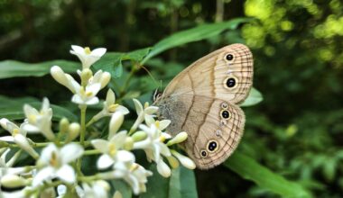 Bee there: Join Pollinator Week activities in Mississauga – City of Mississauga