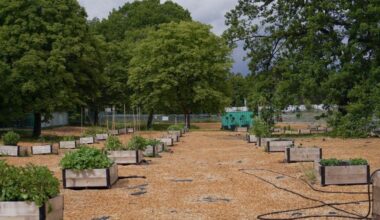 A photo shows small, raised gardens in a patchy area covered in wood chips.