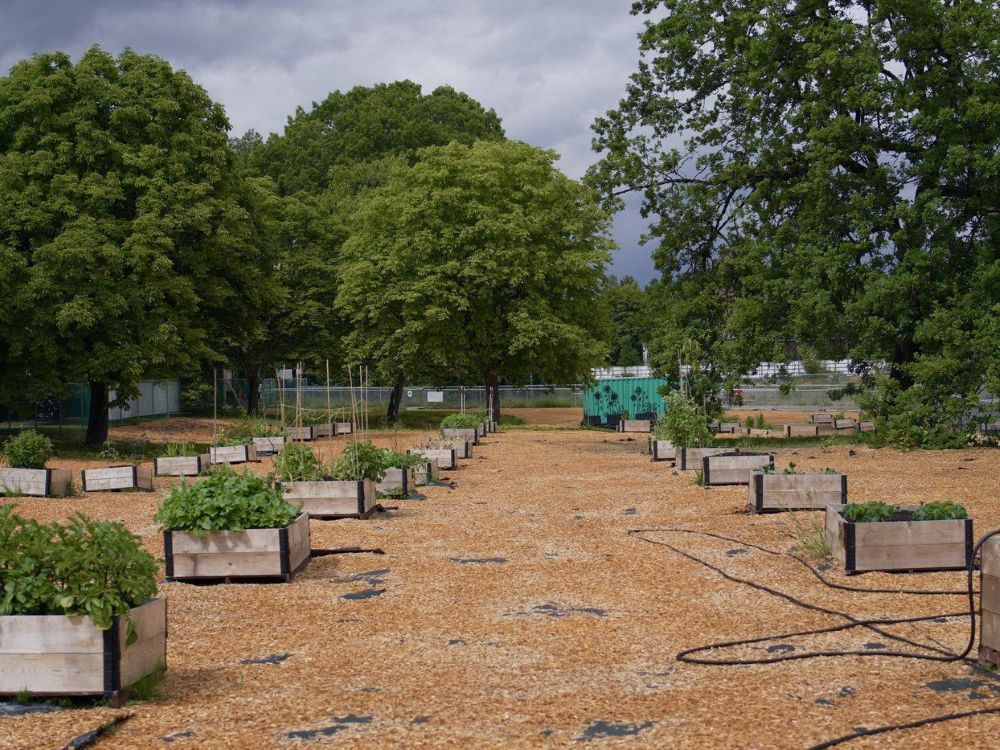 A photo shows small, raised gardens in a patchy area covered in wood chips.