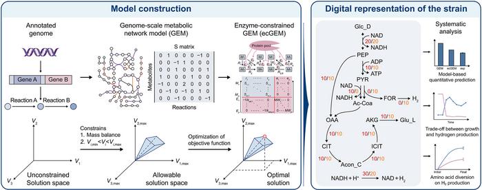 This schematic illustrates how an annotated genome is converted into a genome-scale metabolic model (GEM) and further refined into an enzyme-constrained genome-scale metabolic model (ecGEM). By incorporating enzyme resource limits, the model creates a digital representation of Ethanoligenens harbinense YUAN-3, enabling quantitative prediction of growth, hydrogen production, and their trade-off. The analysis highlights how amino acid biosynthesis can redirect carbon and reducing power toward improved biohydrogen production.Credit Environmental Science and Ecotechnology