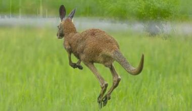 Mystery marsupial spotted near Montreal found, captured
