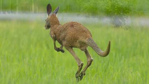 Mystery marsupial spotted near Montreal found, captured