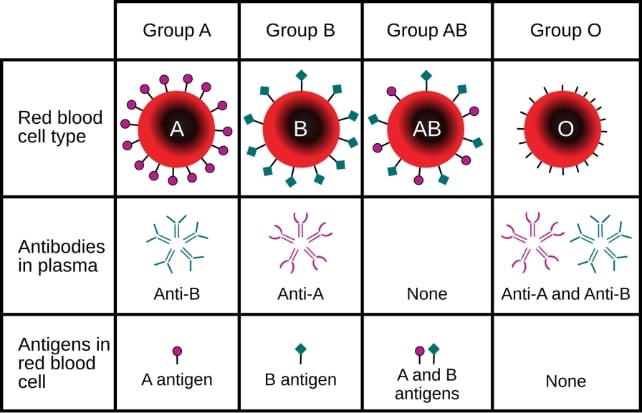 Blood Type Details