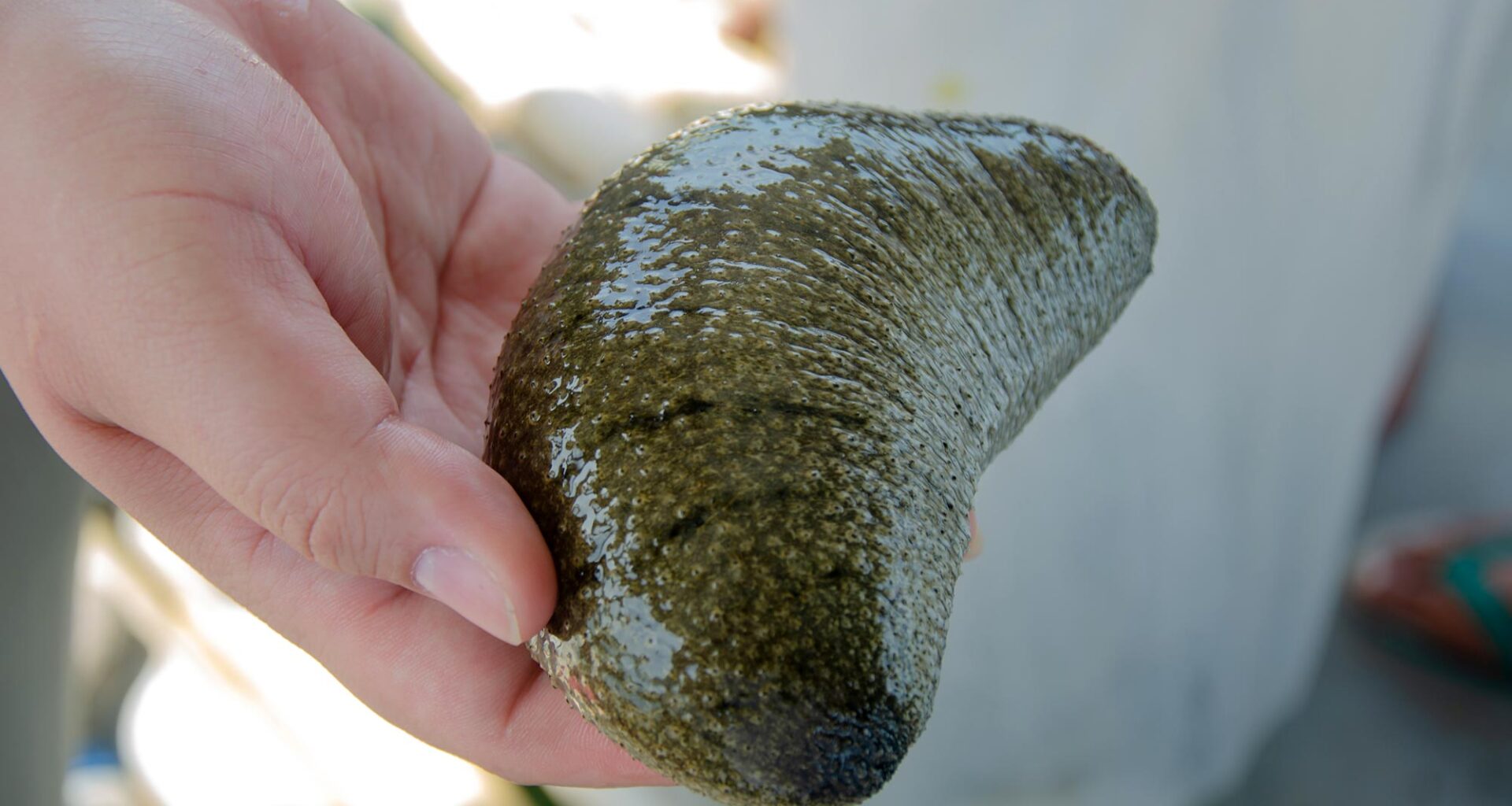 Man Holding Holothuria scabra Sea Cucumber