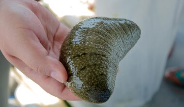 Man Holding Holothuria scabra Sea Cucumber