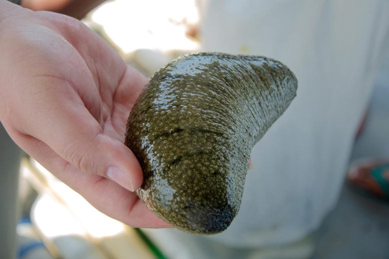 Man Holding Holothuria scabra Sea Cucumber