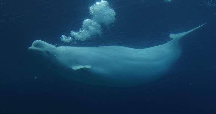 Ottawa endorses plan to send Marineland’s belugas to U.S., Spain