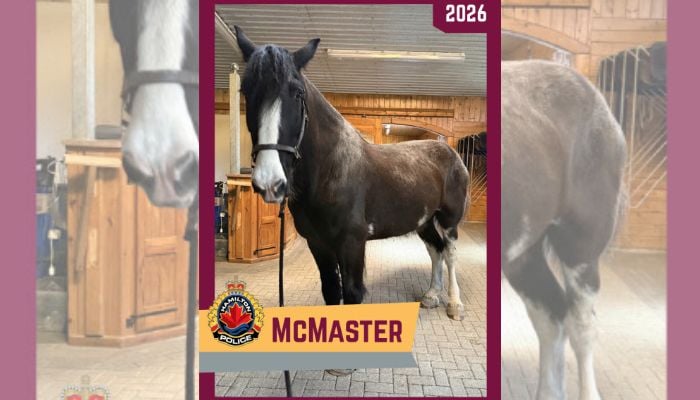 McMaster police horse