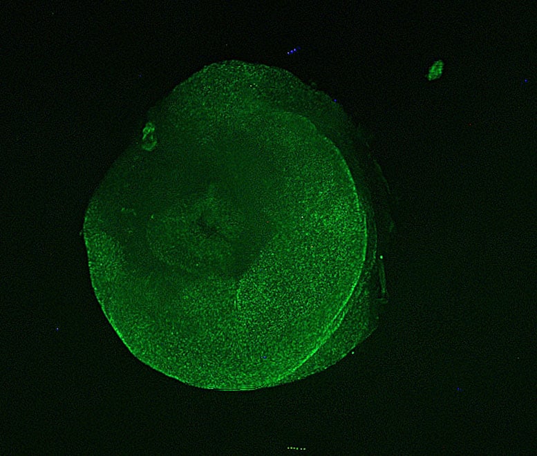 Microscopy Image of an Excised Tube Foot