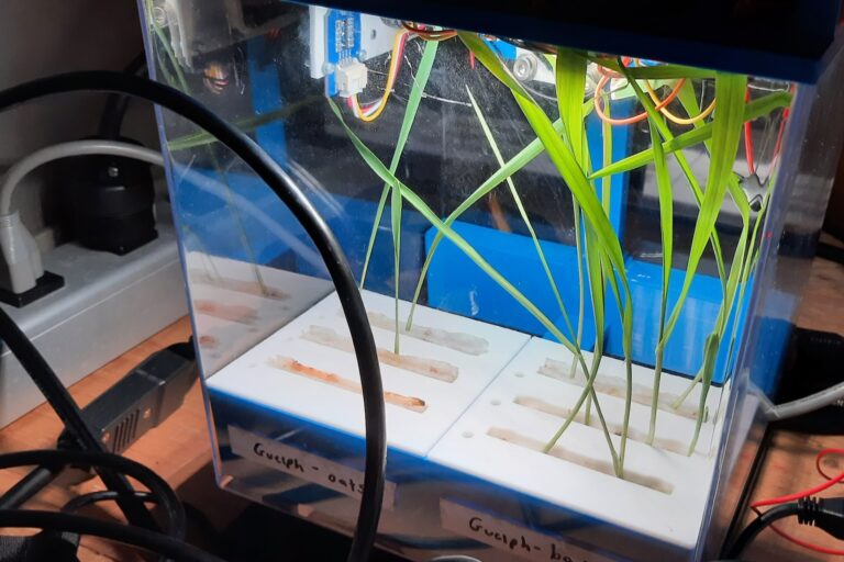 A plastic box on a table with plants growing from white trays in the bottom and electronics at the top. Labels on the front of the tray read "Guelph - oats" and "Guelph - barley"