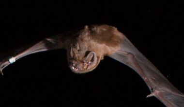 Peculiar Bat Behavior Revealed in a 400-Year-Old Painting : ScienceAlert