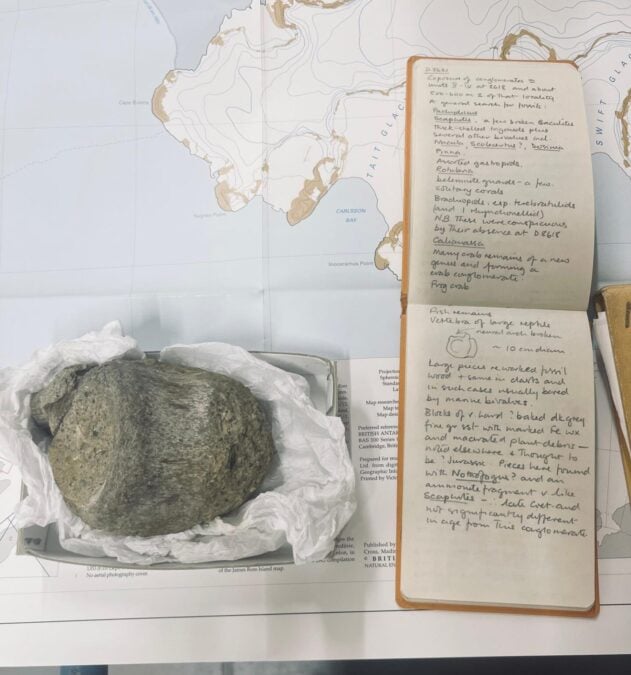 Forgotten Fossil Turned Out to Be The First Evidence of Dinosaurs on Antarctica