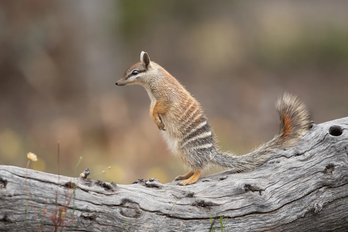 The numbat sits on a bench
