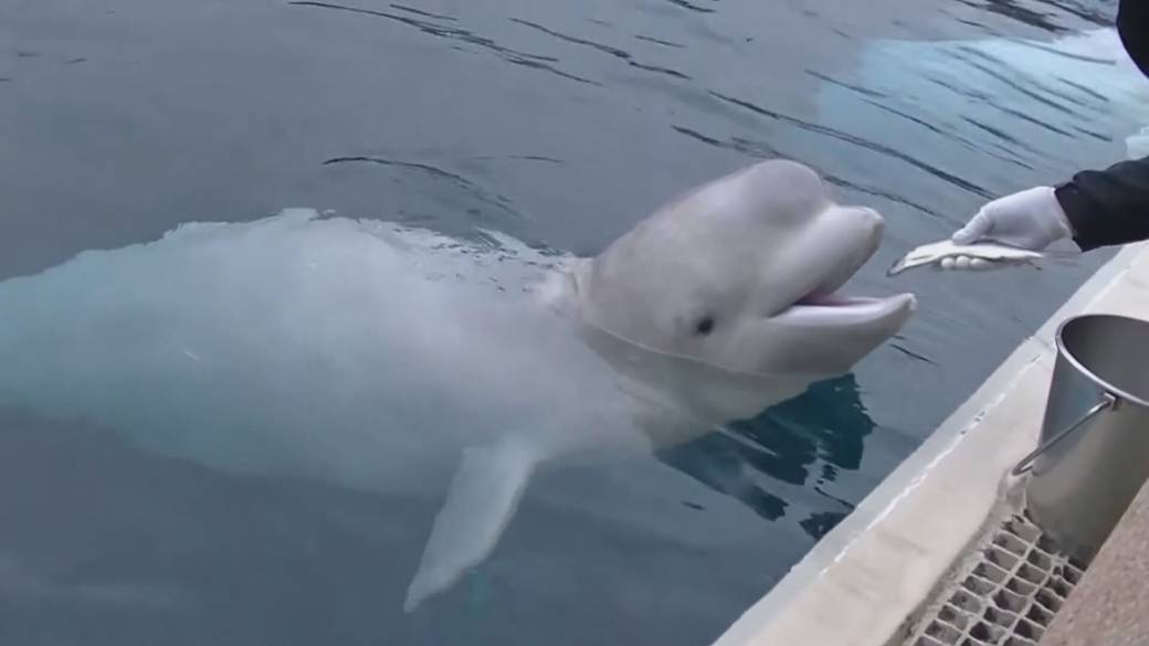 Click to play video: 'Marineland faces difficult decisions for marine mammals care'