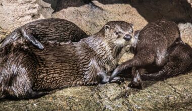 Toronto Zoo river otters