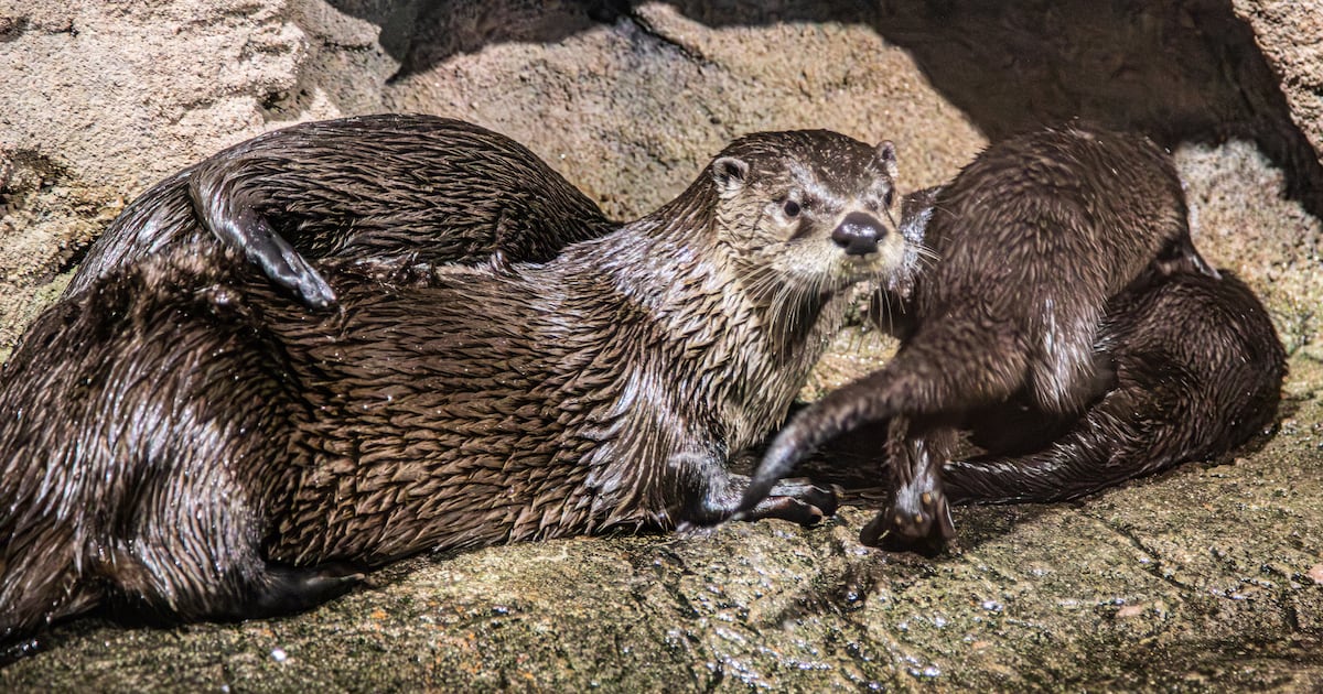 Toronto Zoo river otters