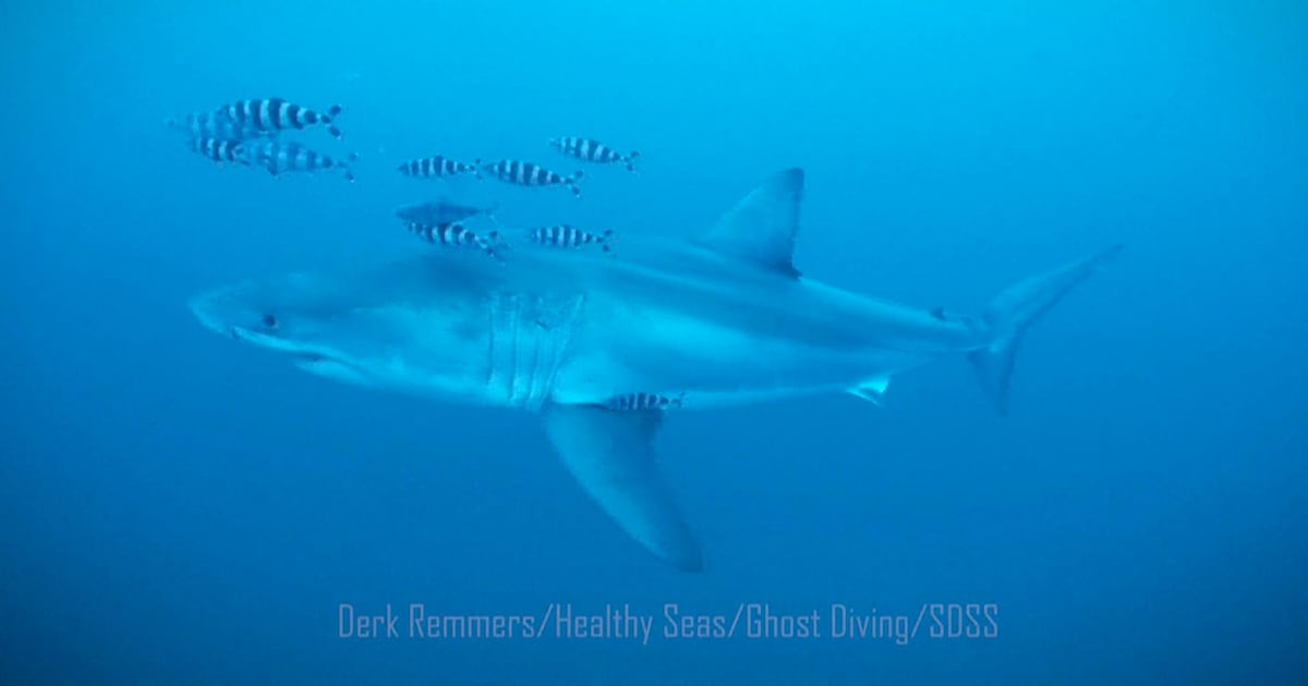 Great white shark caught on underwater footage during Mediterranean clean-up - CTV News
