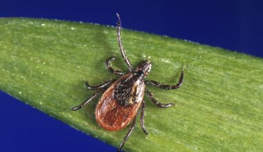 Tick reports are surging in Canada. These areas are most affected. - CTV News