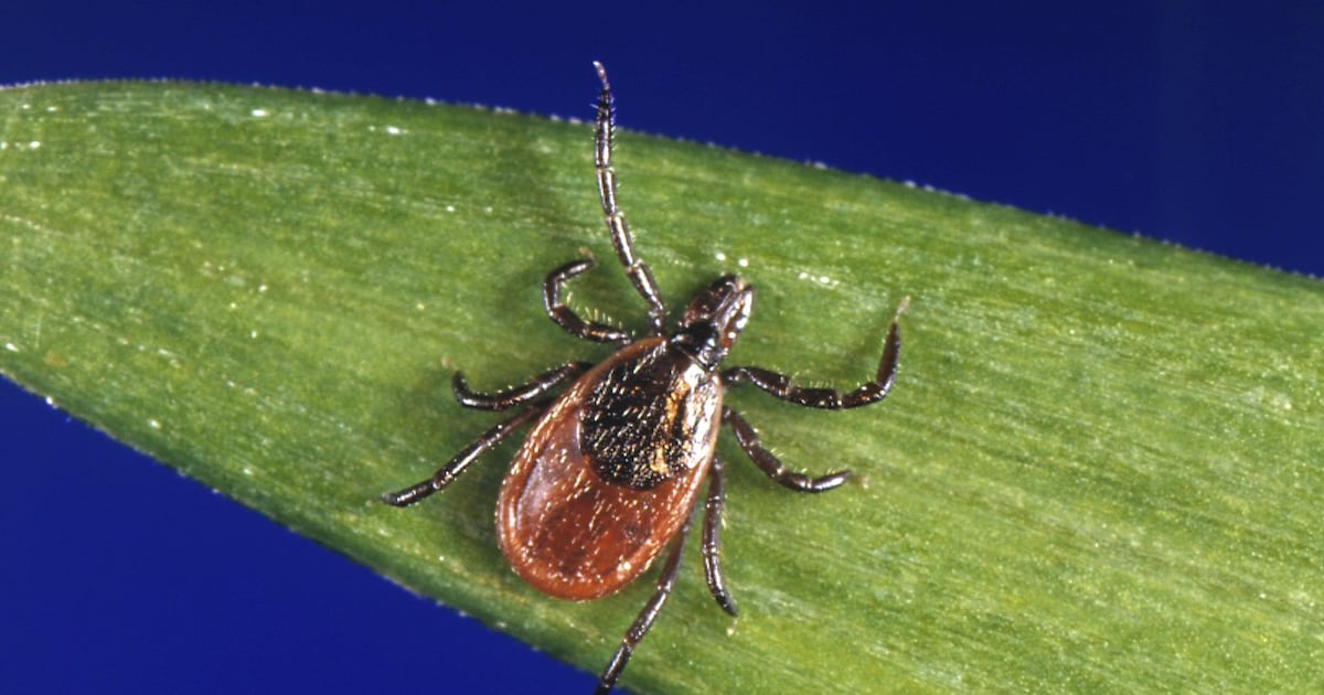 Tick reports are surging in Canada. These areas are most affected. - CTV News