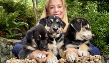 Pet CHEK: Meet Larry, Curly and Moe of the 'Three Stooges Litter'