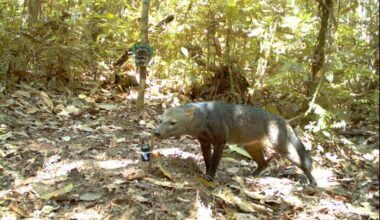 Extremely rare ‘ghost dog’ captured on camera in Amazon rainforest - The Independent
