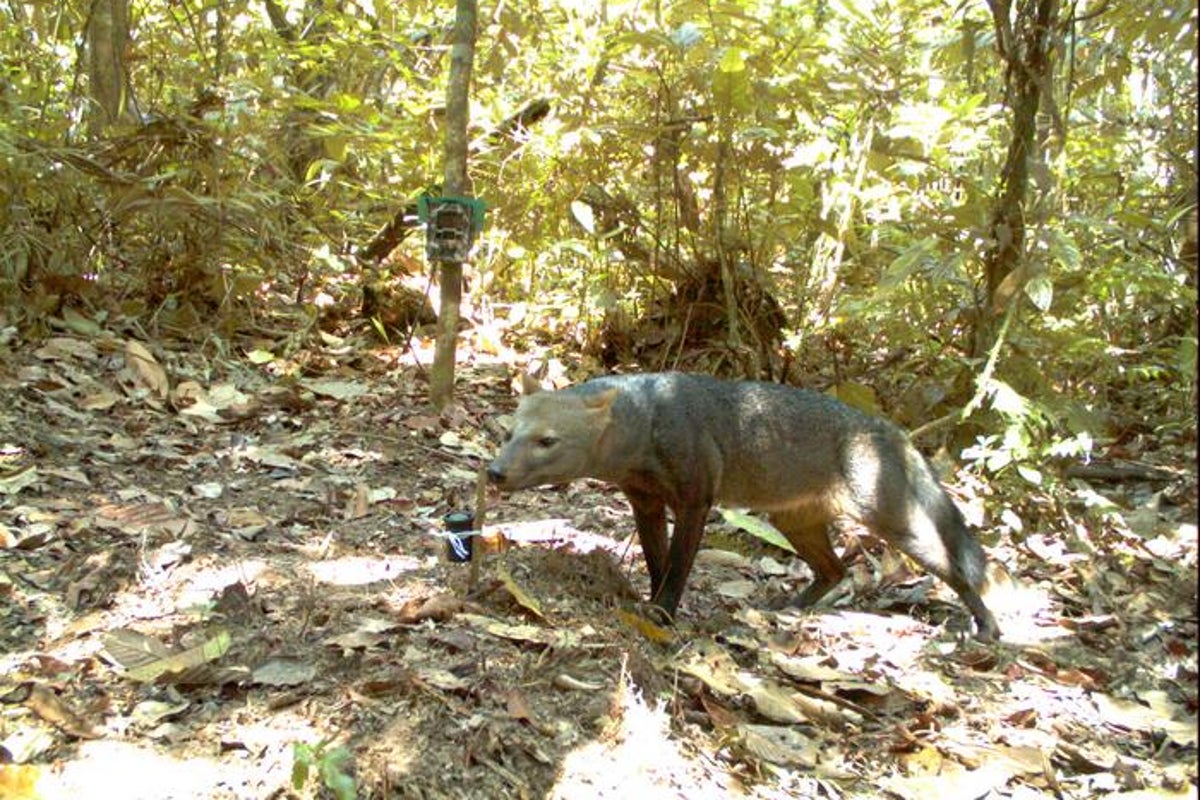 Extremely rare ‘ghost dog’ captured on camera in Amazon rainforest - The Independent
