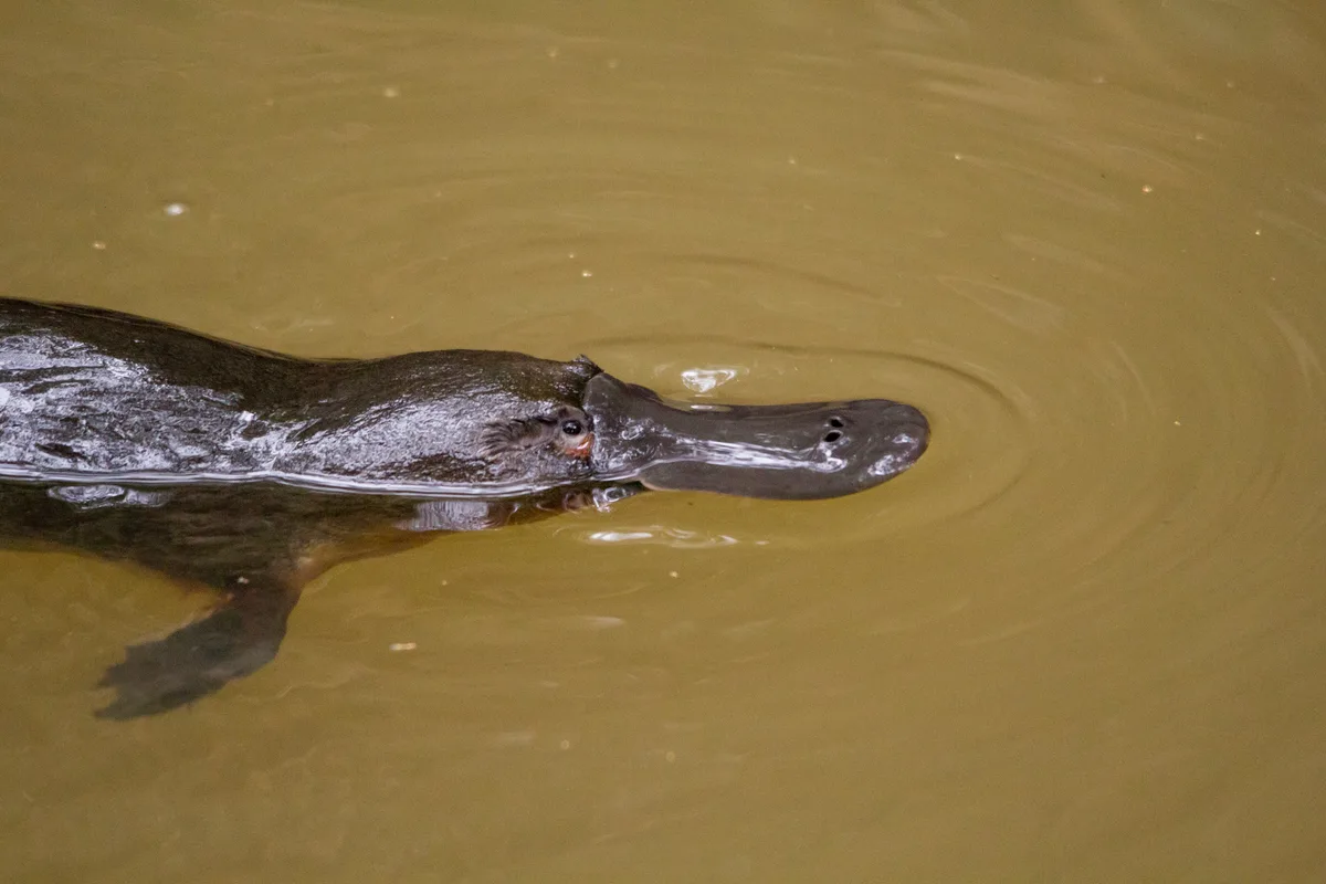 Platypus swimming through lake
