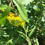Pollinator habitats like native plants are helpful for bees.