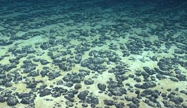 An underwater image of the seabed shows thousands of small dark stones that are roughly spheroid but with a bumpy surface.
