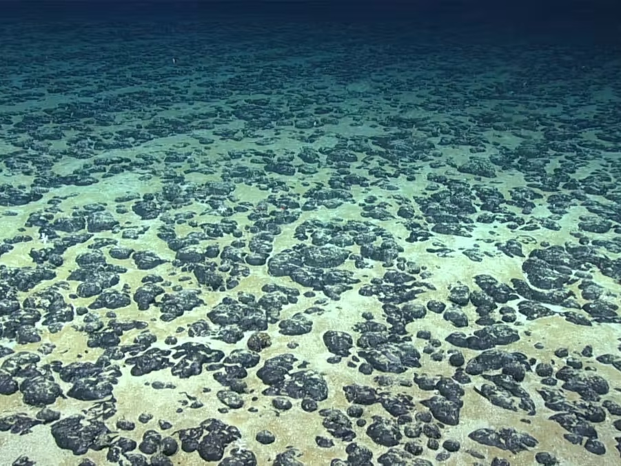 An underwater image of the seabed shows thousands of small dark stones that are roughly spheroid but with a bumpy surface.