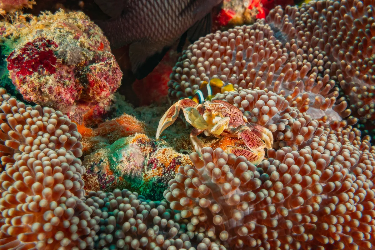 Porcelain crab seen within a sea anemone