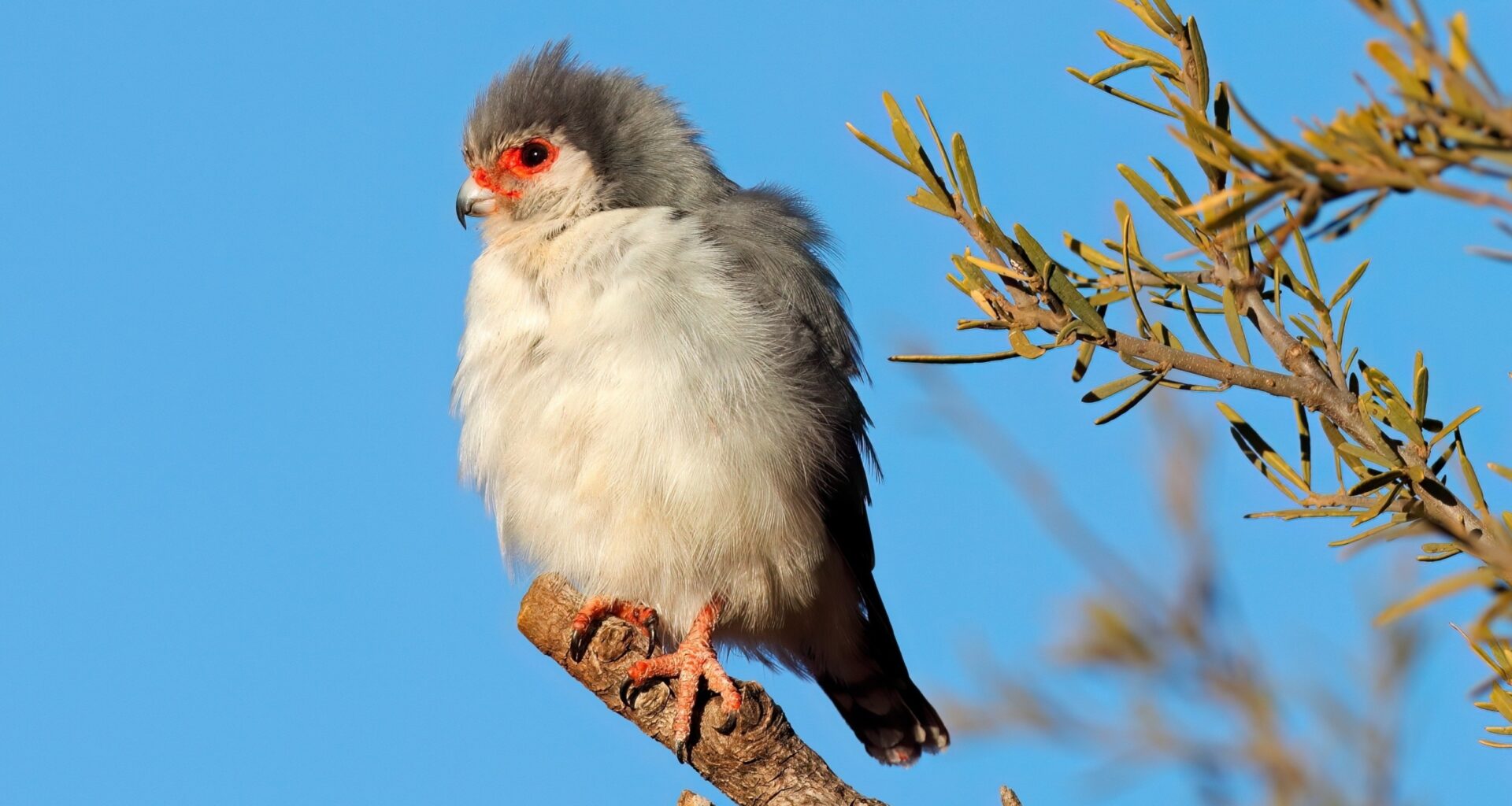 Africa's pygmy falcon barely leaves home while breeding