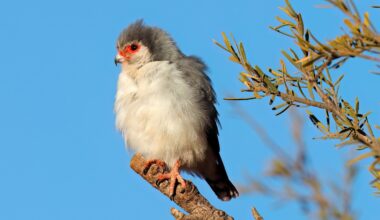 Africa's pygmy falcon barely leaves home while breeding