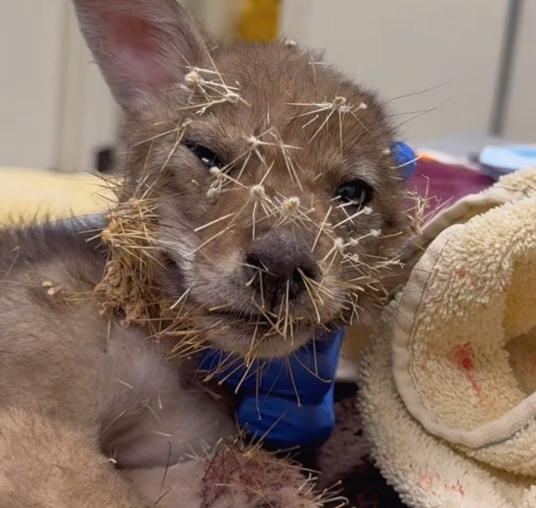 Baby coyote trapped in hundreds of cactus spines is freed by rescuers