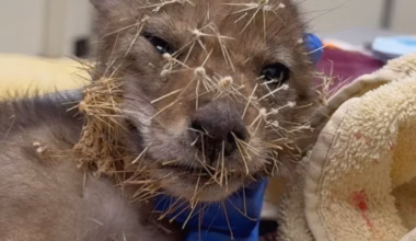 Baby coyote trapped in hundreds of cactus spines is freed by rescuers