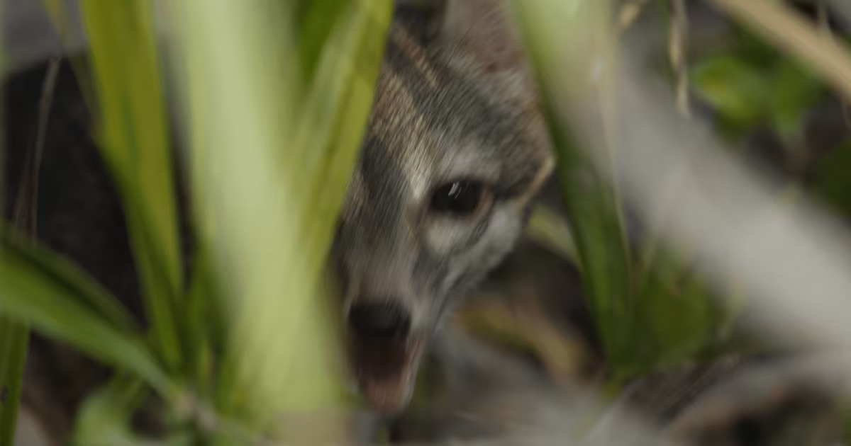 First photos of this rare animal confirm its survival after two decades - CTV News