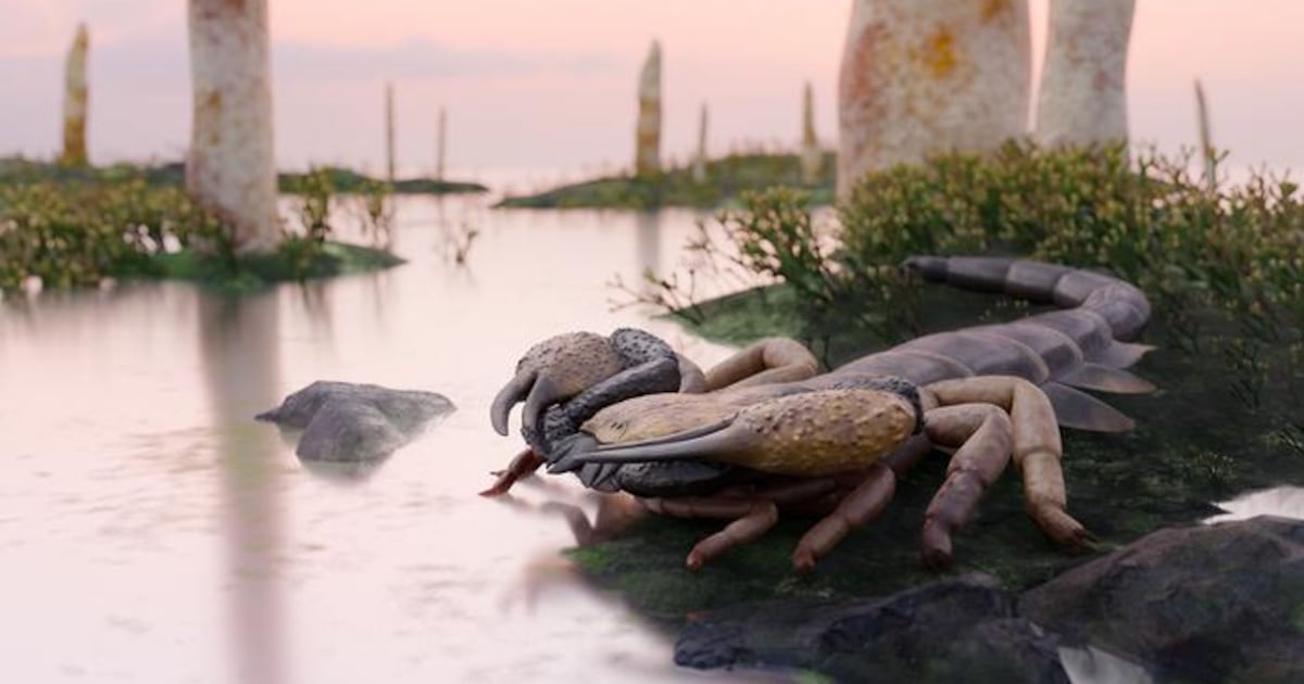 Apex predator scorpion crawled the Earth hundreds of millions of years ago - CTV News