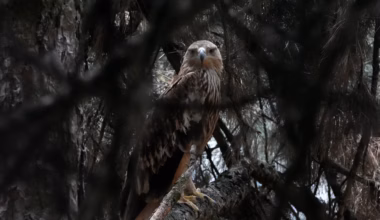 Feliks the eagle is back home in Serbia after a kidnap ordeal in the Middle East